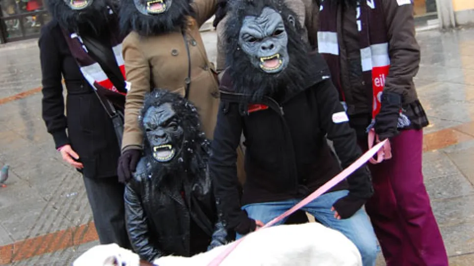 Sechs Personen in Gorilla-Masken mit einem weißen Hund, auf einer Straße.