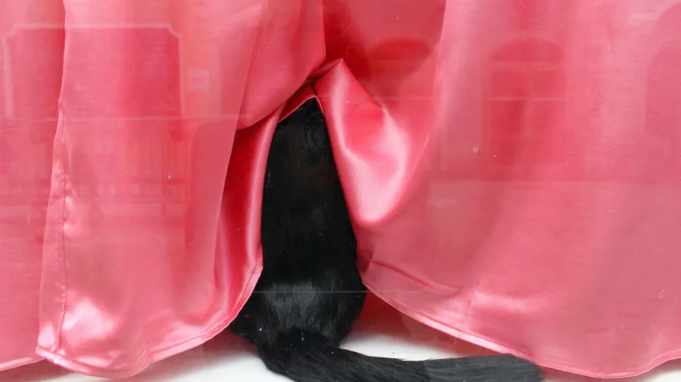 Schwarze Katze sitzt hinter rosafarbenem Vorhang, Schwanz sichtbar.