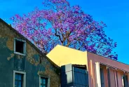 Bunte Häuserfassaden mit blühendem lila Baum im Hintergrund, blauer Himmel.