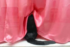 Schwarze Katze sitzt hinter rosafarbenem Vorhang, Schwanz sichtbar.